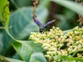 Scolia oculata on cayratia japonica flowers 9 Royalty Free Stock Photo